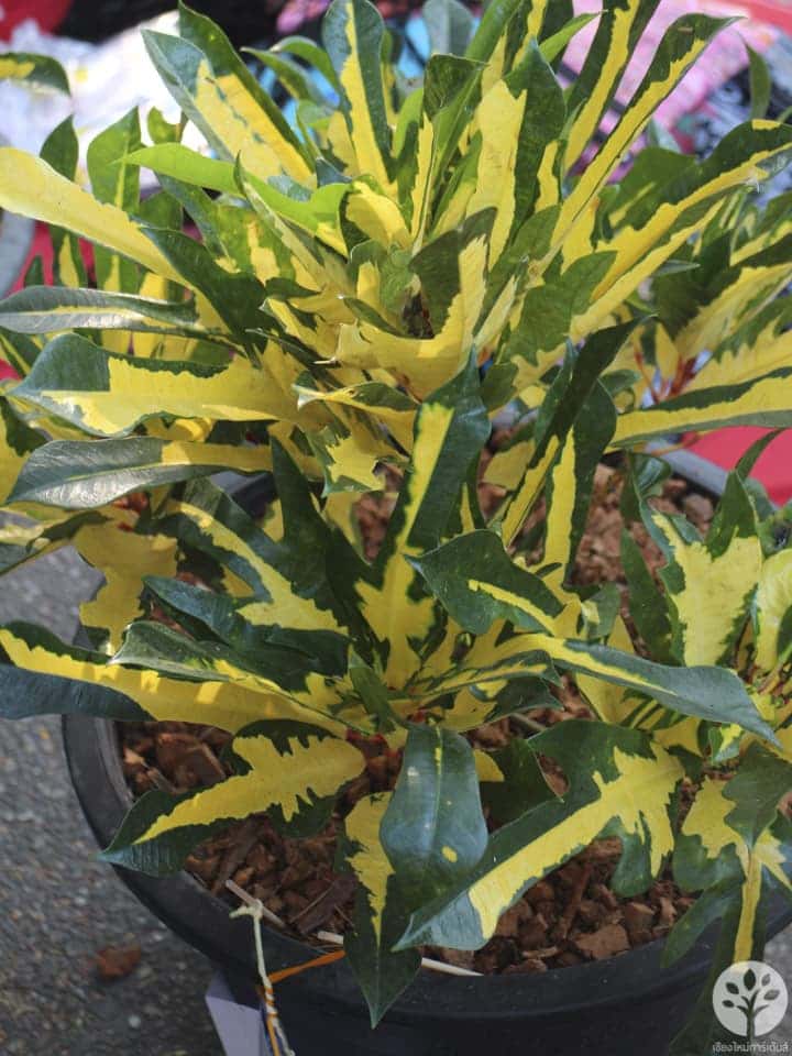 งานไม้ดอก ไม้ประดับ เชียงใหม่ 2561