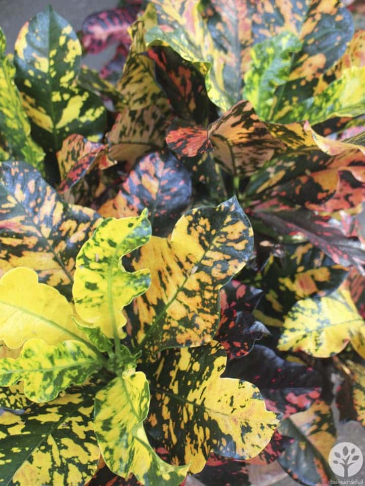 งานไม้ดอก ไม้ประดับ เชียงใหม่ 2561