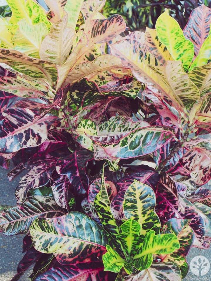 งานไม้ดอก ไม้ประดับ เชียงใหม่ 2561