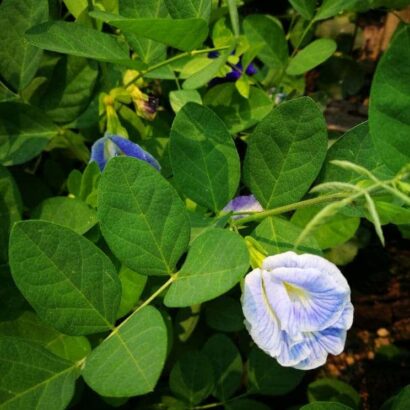 ต้นกล้าอัญชัน ดอกสีฟ้า กลีบซ้อน