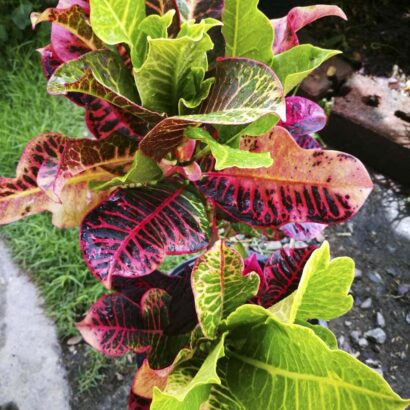 โกสนพันธ์ุกุหลาบชมพู