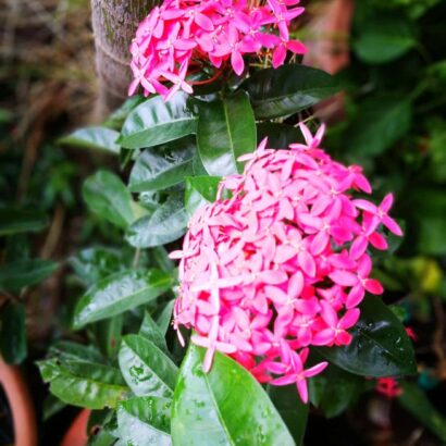 ดอกเข็มสีชมพู