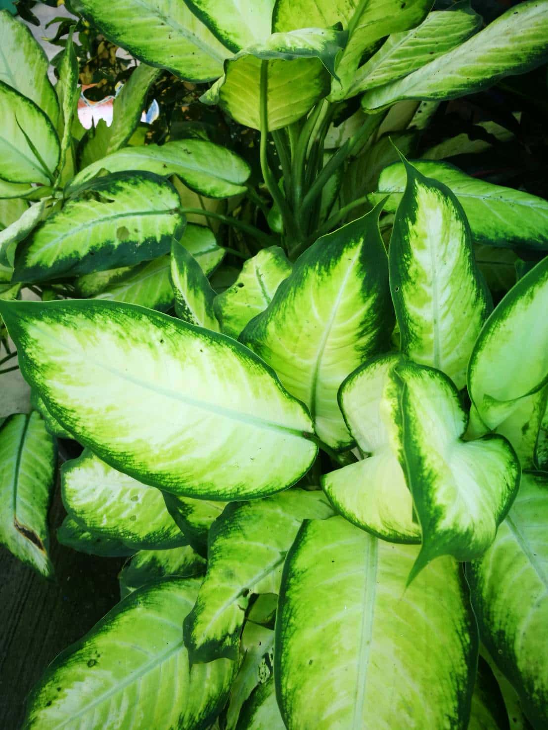 เศรษฐีรับเงิน