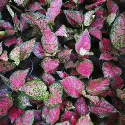 อัญมณีแดง