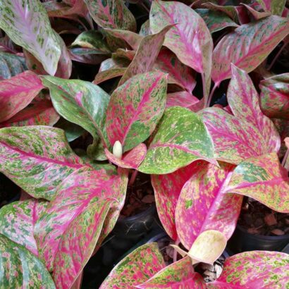 กวักทรัพย์