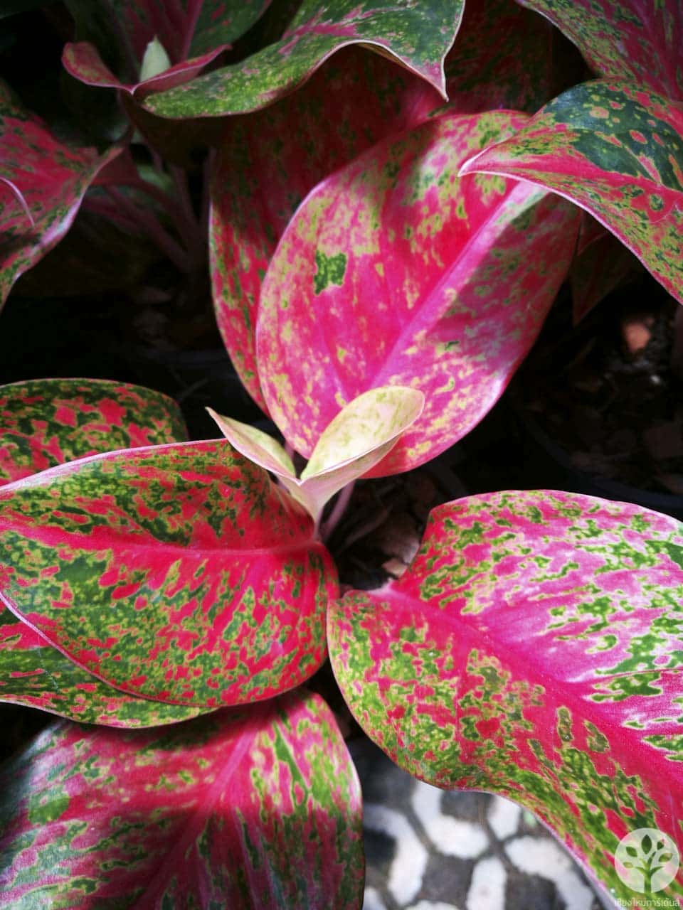 หลักทรัพย์