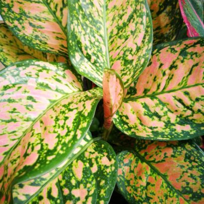 ดวงเศรษฐี