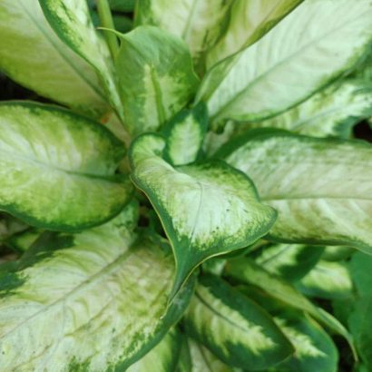 เศรษฐีรับเงิน