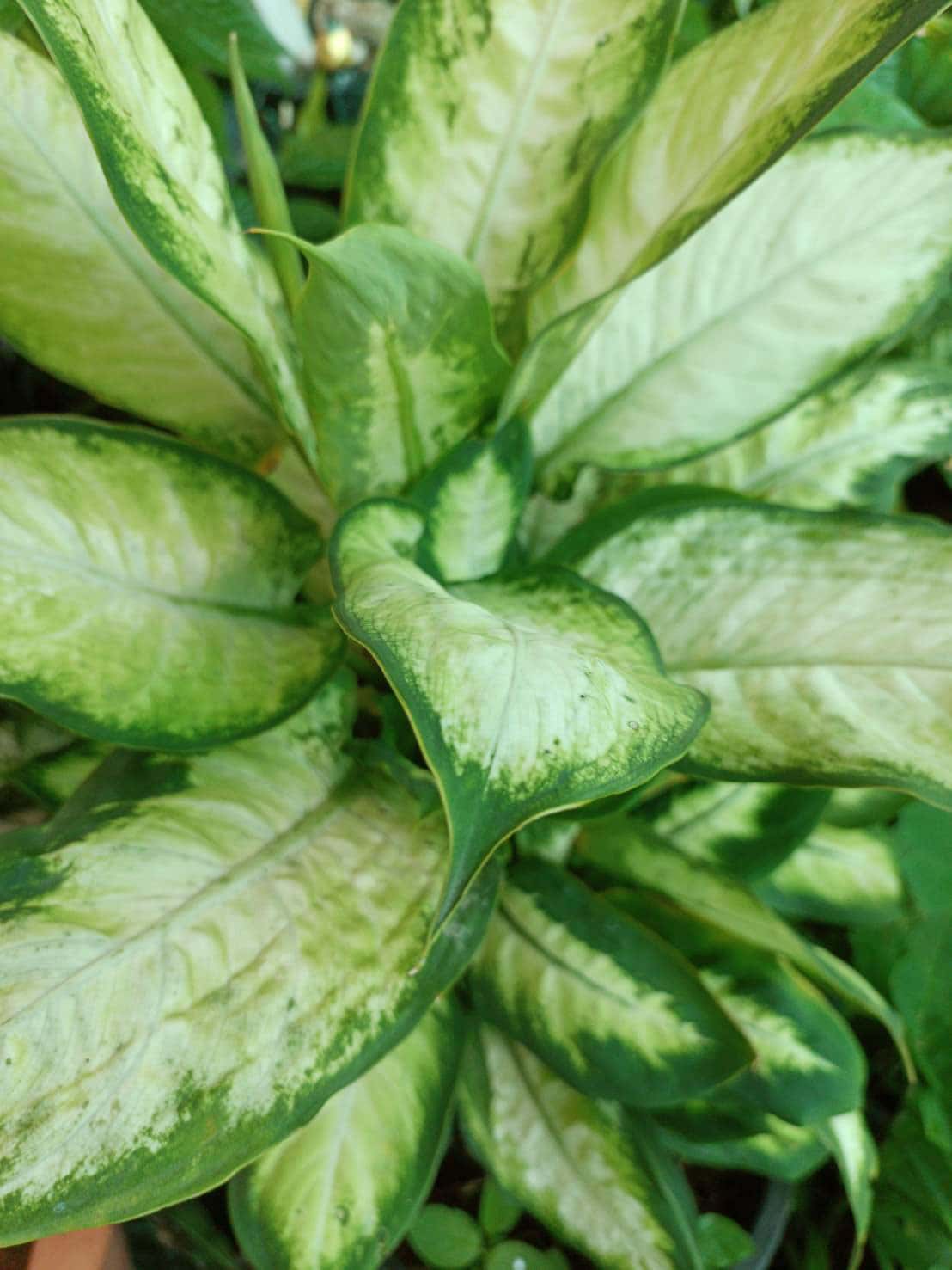 เศรษฐีรับเงิน