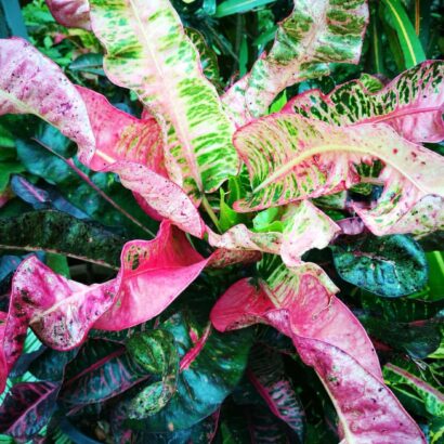 โกสนท่าช้าง