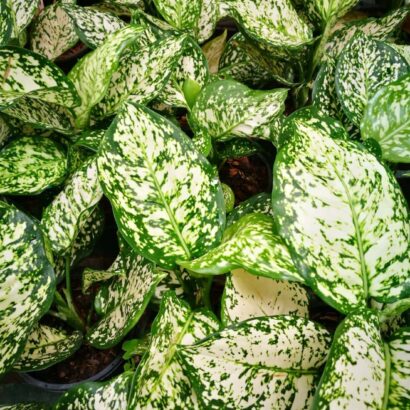 อัญมณีขาว อโกลนีมา