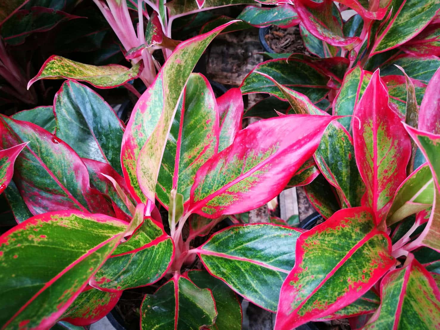 แสงเงินแสงทอง (Siam Aurora)