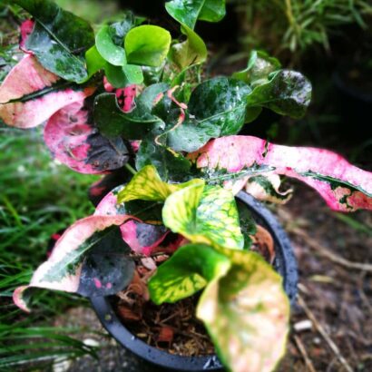 โกสนศรีบางมด