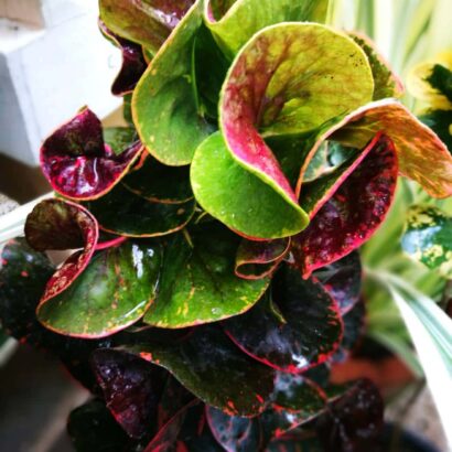 โกสนพันธุ์ท่าวาสุกรี