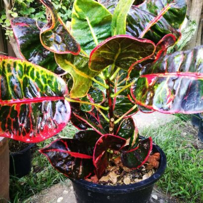 โกสน พันธุ์ จังหวัดบึงกาฬ