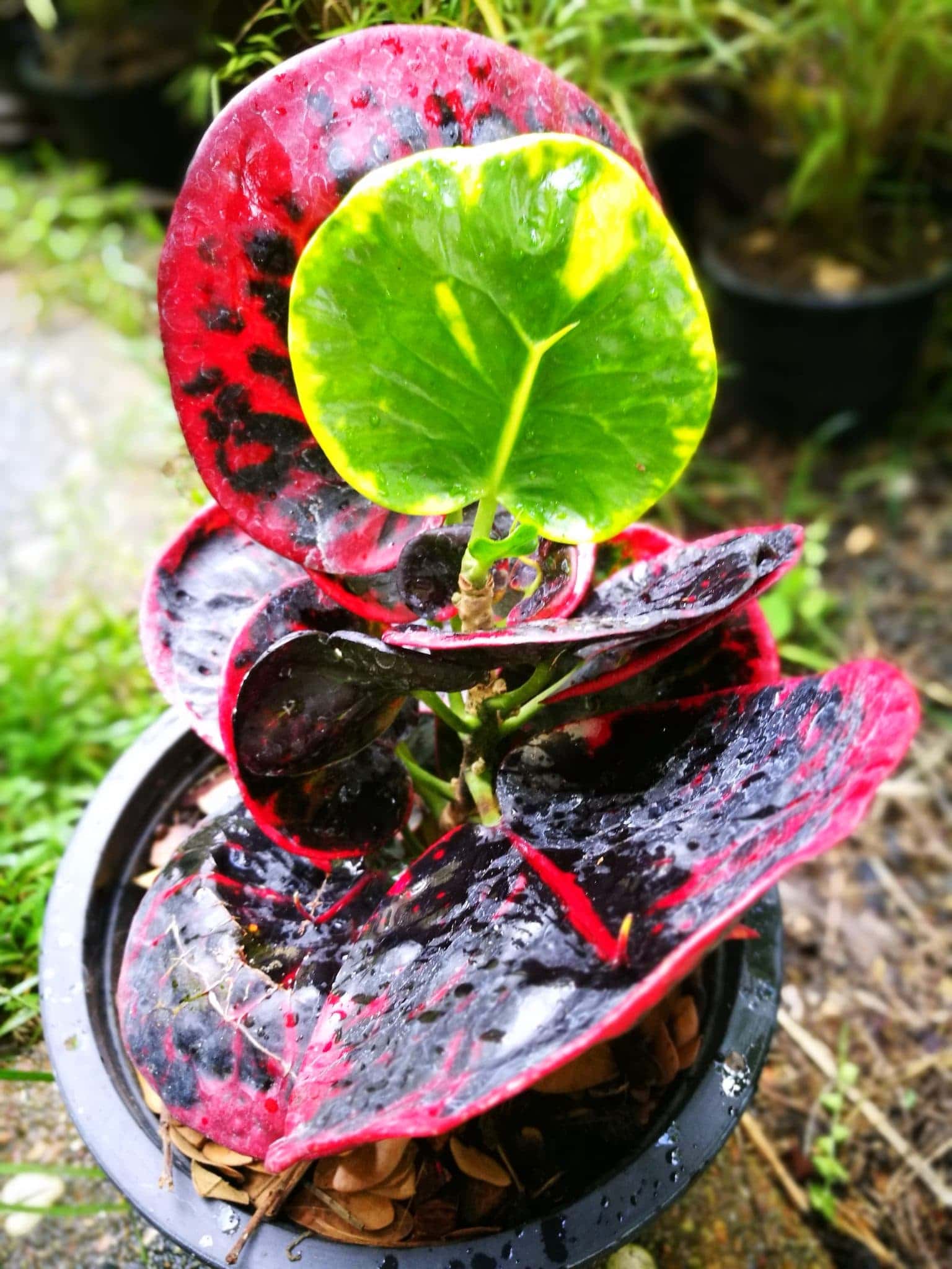 โกสนเศรษฐีตลิ่งชัน