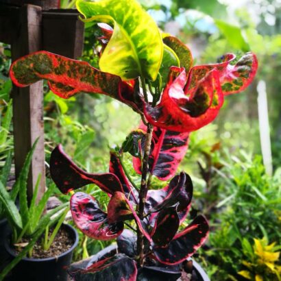 โกสนพันธุ์แดงมงคล