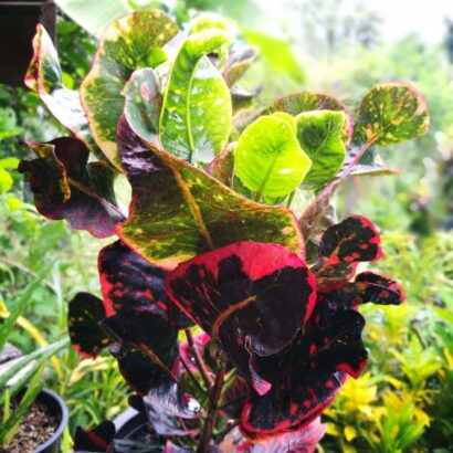 โกสนพันธุ์จังหวัดสตูล