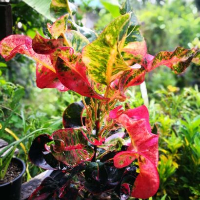 โกสน พันธุ์จังหวัดแพร่