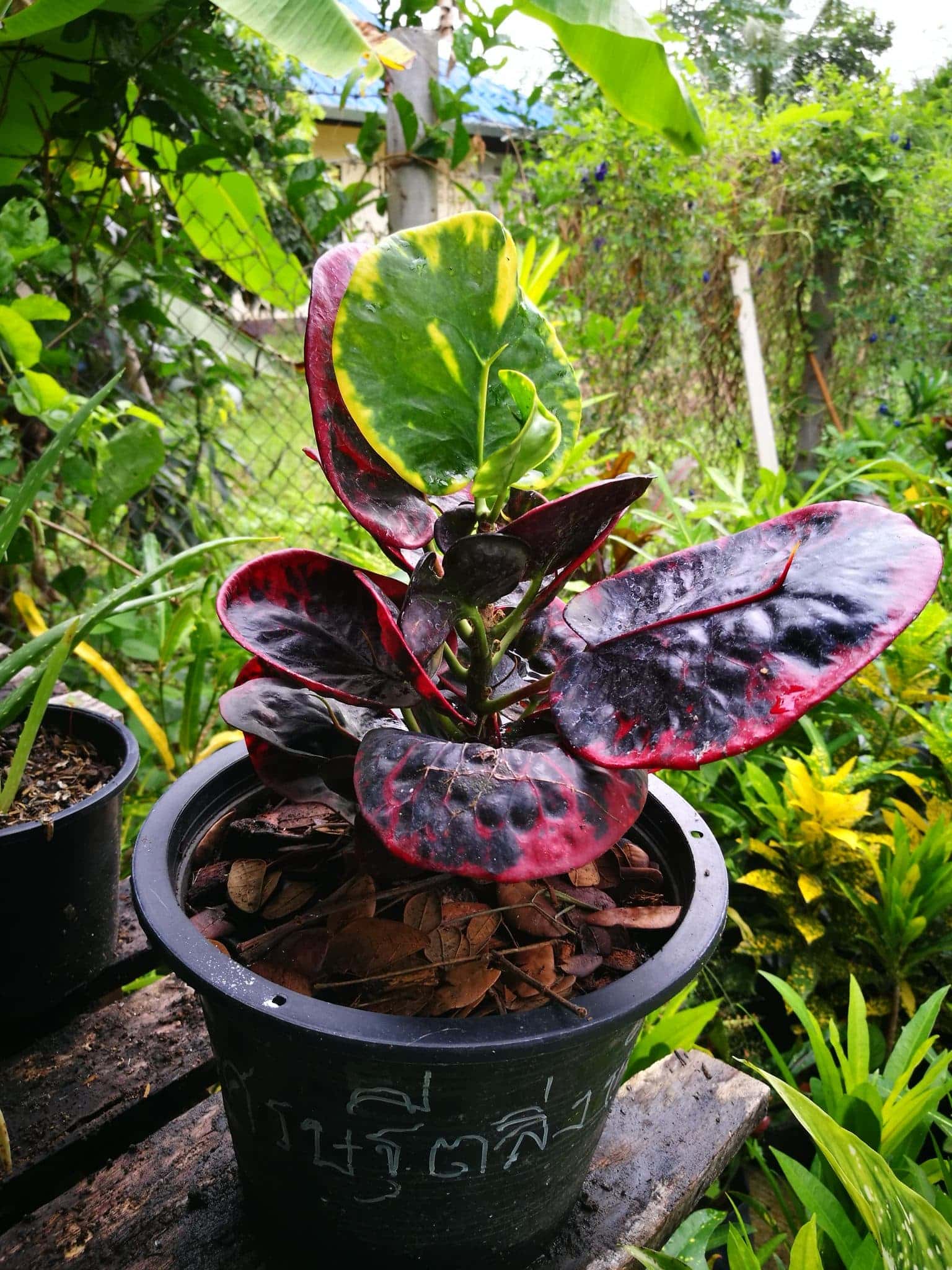 โกสนเศรษฐีตลิ่งชัน