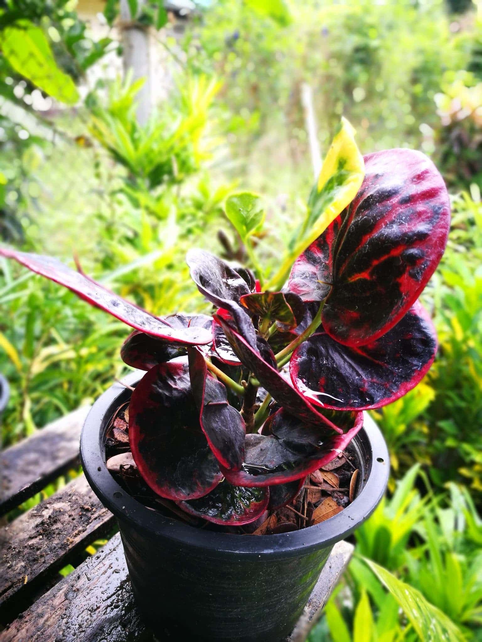 โกสนเศรษฐีตลิ่งชัน