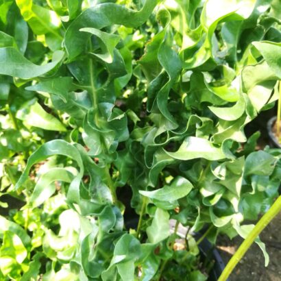 เฟิร์นเกลียวทอง