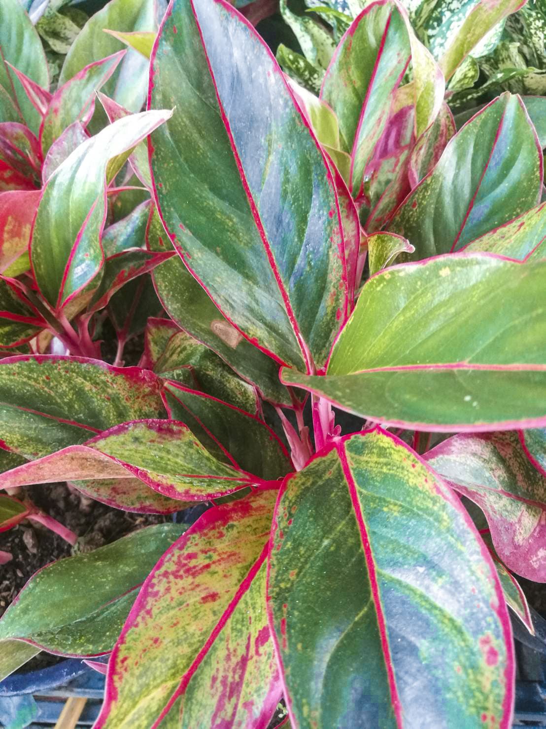 แสงเงินแสงทอง