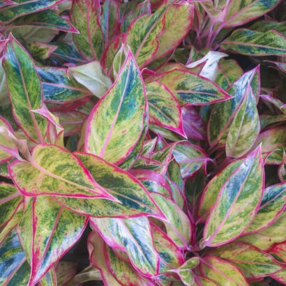 แสงเงินแสงทอง