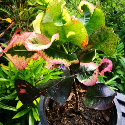 โกสนศรีทองสด