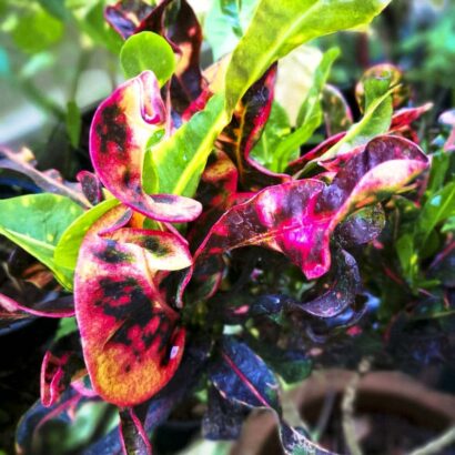 โกสนเจ้าสินชัย