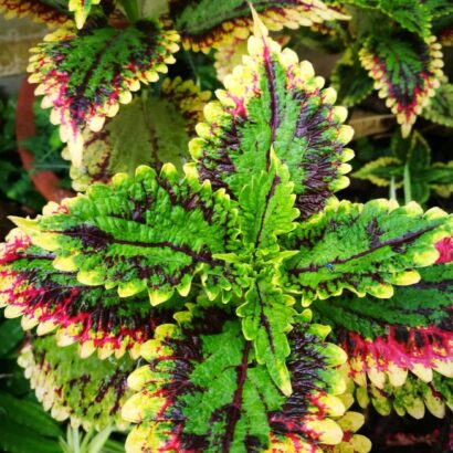 ฤาษีผสม