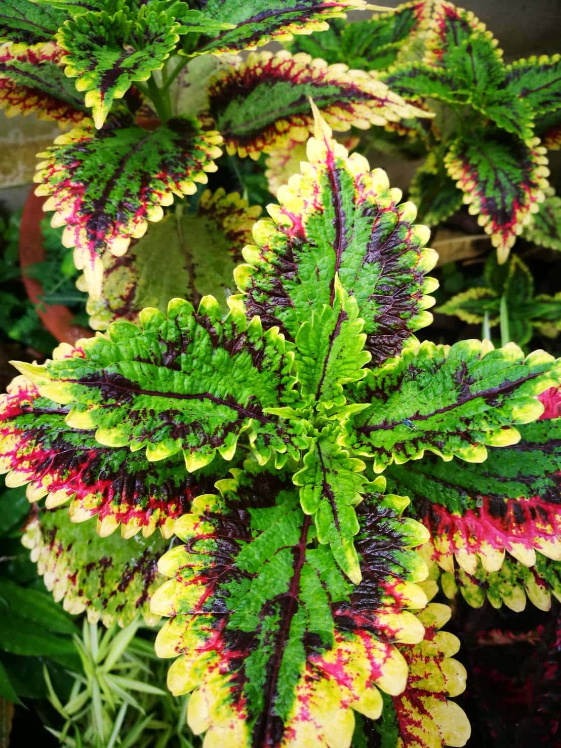 ฤาษีผสม