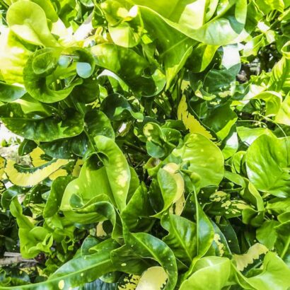 โกสนศรีวิชัย