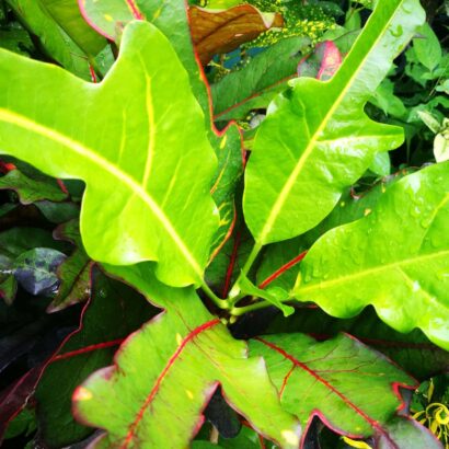 โกสนตรีเพชร