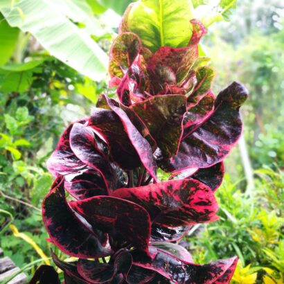 โกสนพันธุ์สยาม