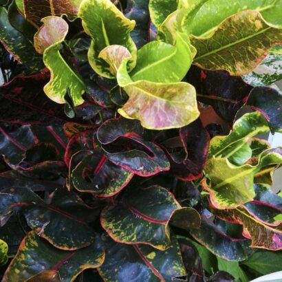 โกสนอุดมสุข