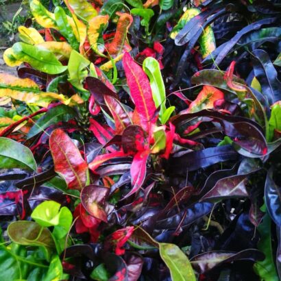 โกสนพันธุ์วิสันตราวี