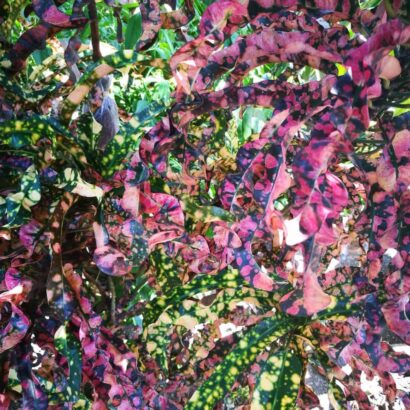 โกสนเจ้าลำปาง