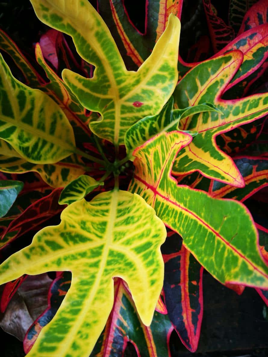 โกสนตรีนิล