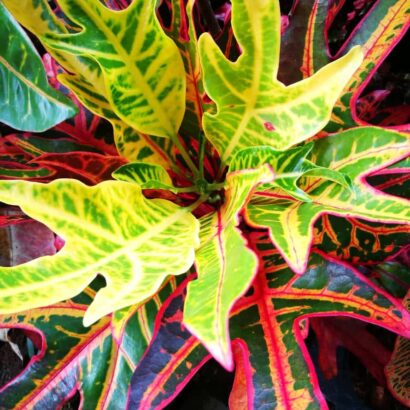 โกสนตรีนิล