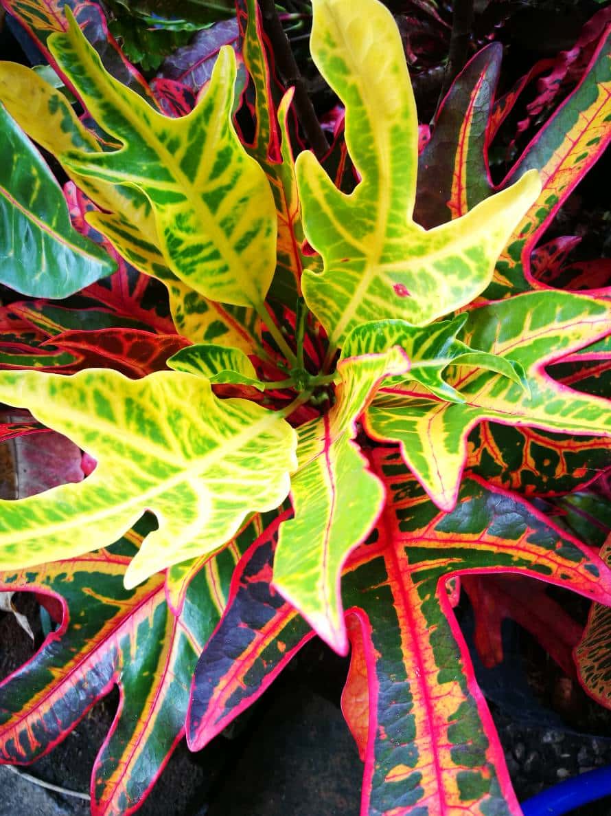 โกสนตรีนิล