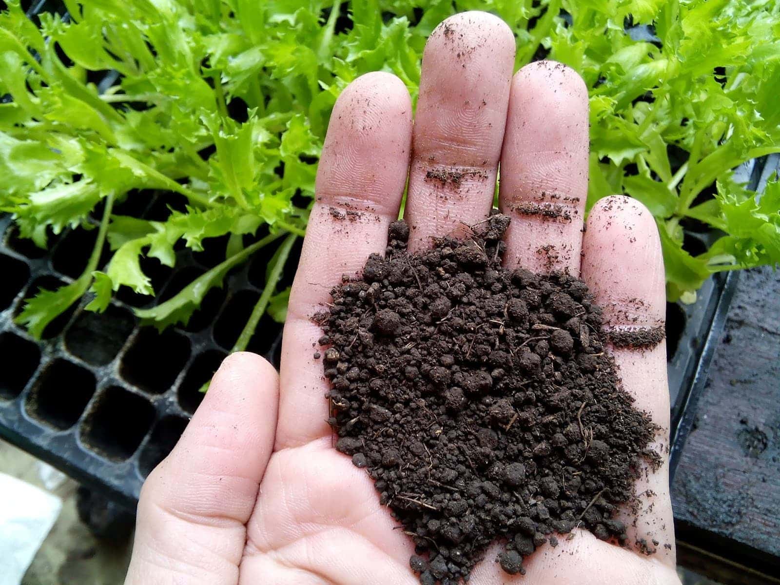 มารู้จัก “เครื่องปลูก (ดินหรือวัสดุ) ในการปลูกต้นไม้” กันเถอะ