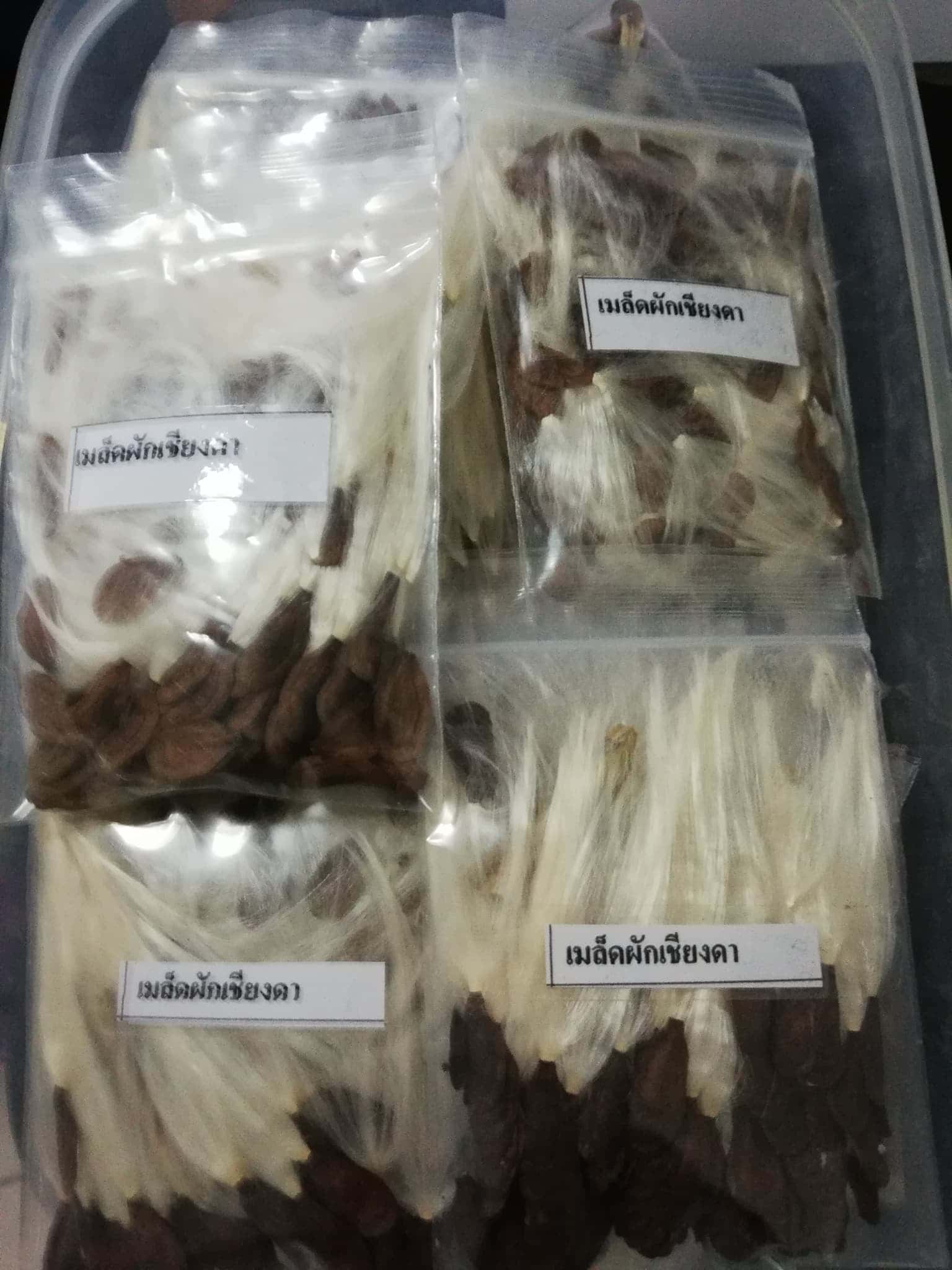 เมล็ดผักเชียงดา