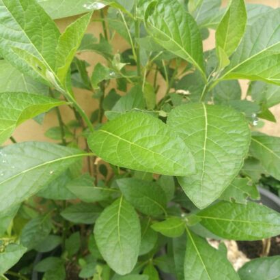 หนานเฉาเหว่ย