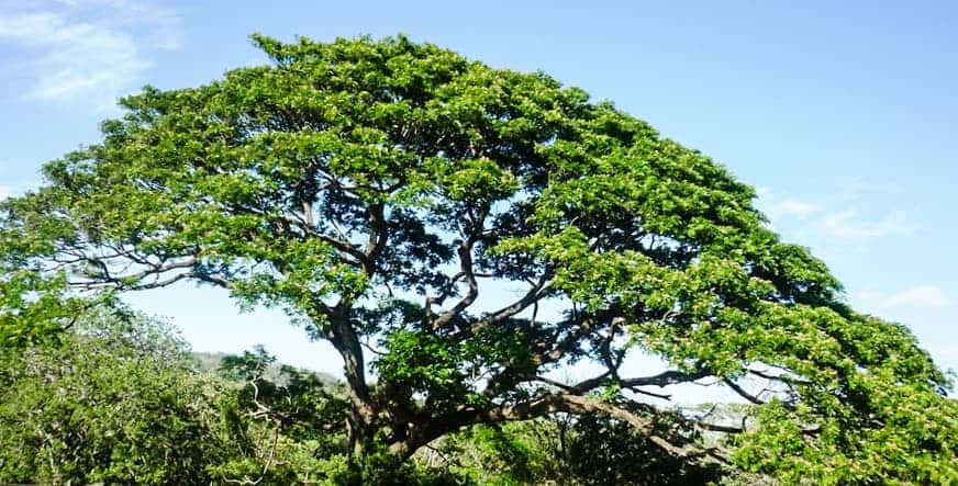 จามจุรี