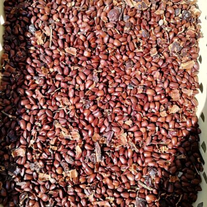 เมล็ดจามจุรี