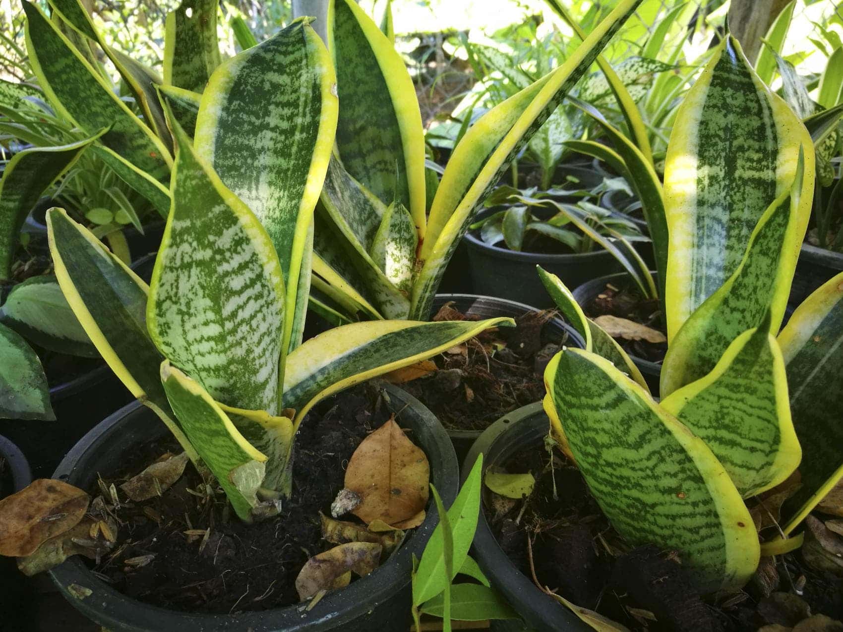 ลิ้นมังกรแคระ