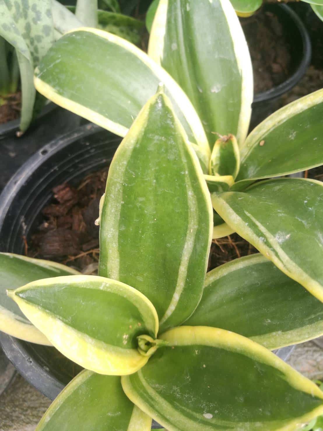 ลิ้นมังกรแคระ