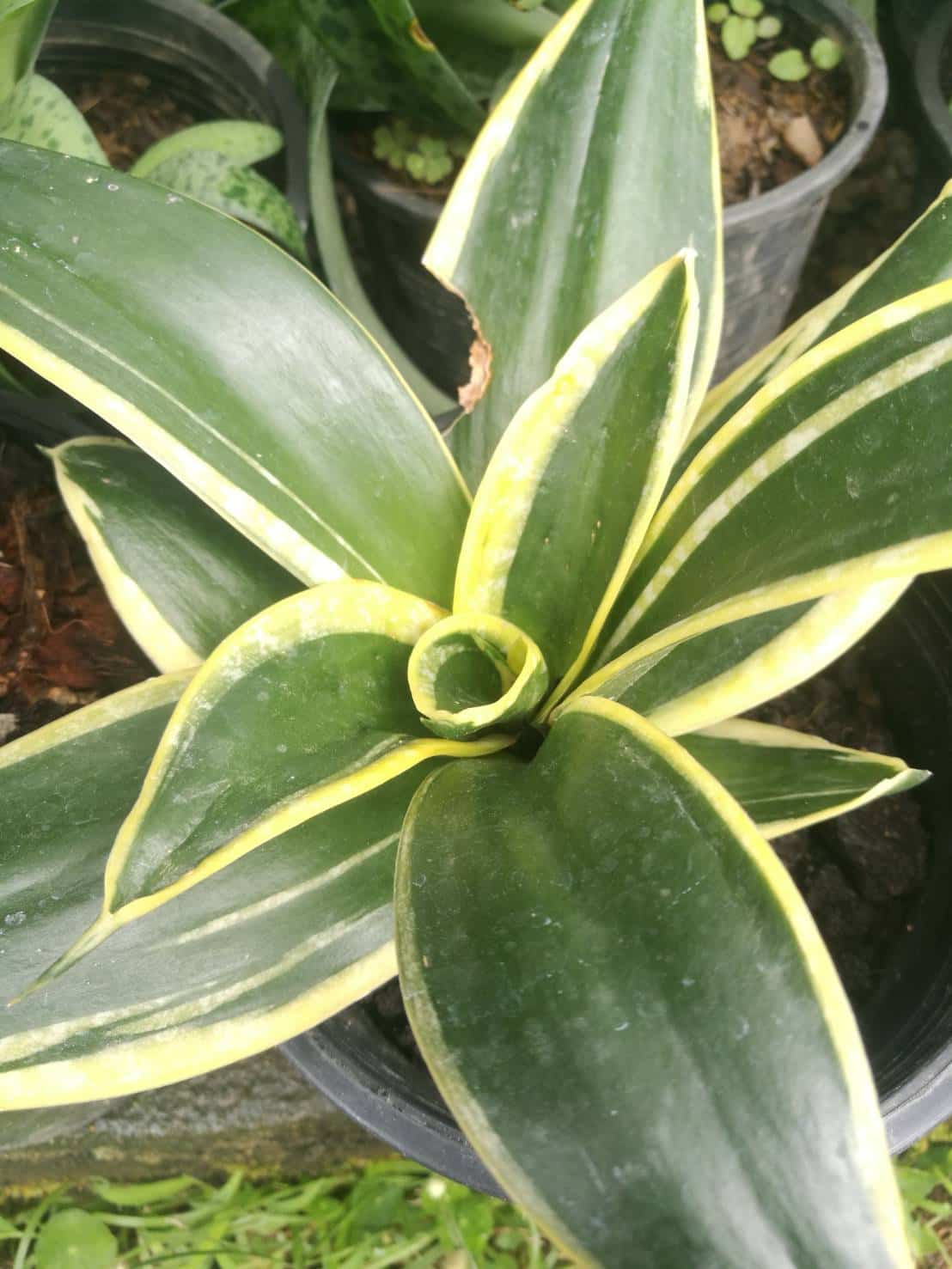 ลิ้นมังกรแคระ