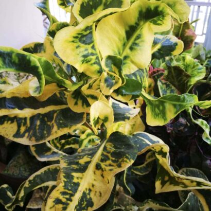 โกสนศรชัย